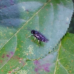 Cladius pectinicornis