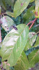 Cladius pectinicornis