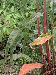 Rumex britannica