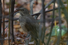Turdus atrogularis