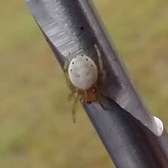 Araniella displicata