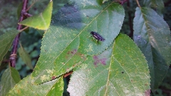 Cladius pectinicornis