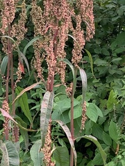 Rumex britannica