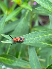 Tetraopes melanurus