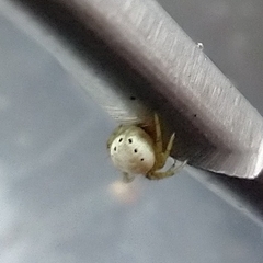 Araniella displicata