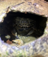 Myomenippe hardwickii