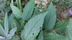 Cladius pectinicornis