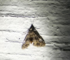 Elophila obliteralis