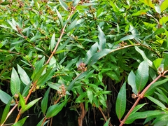 Salix eriocephala
