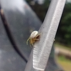 Araniella displicata