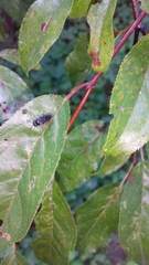 Cladius pectinicornis