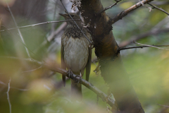 Turdus atrogularis