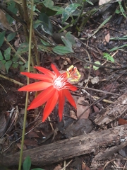 Passiflora vitifolia