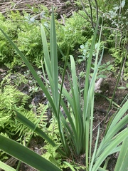 Iris versicolor