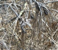 Pinus sabiniana