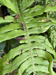 Blechnum
