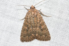 Hypoperigea tonsa