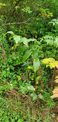 Polygonatum biflorum commutatum