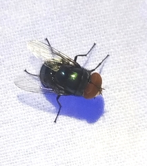 Chrysomya megacephala