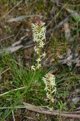 Stackhousia