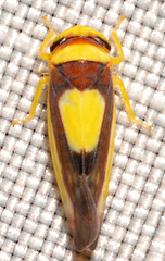 Colladonus clitellarius