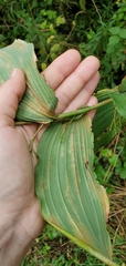 Polygonatum biflorum commutatum