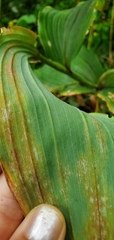 Polygonatum biflorum commutatum