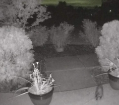 Didelphis virginiana