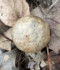 Amphibolips