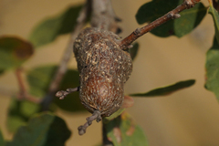 Andricus chrysolepidicola