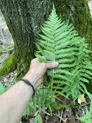 Dryopteris filix-mas