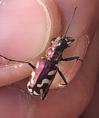 Cicindela fulgida