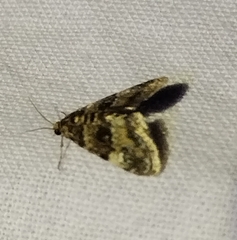 Elophila obliteralis