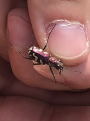 Cicindela fulgida