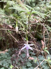 Fuchsia magellanica