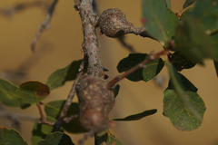 Andricus chrysolepidicola