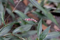 Polygonaceae