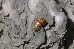 Harmonia quadripunctata