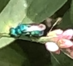 Chrysidinae