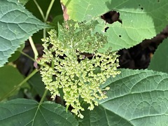 Hydrangea arborescens