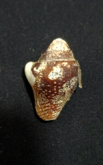 Columbella major