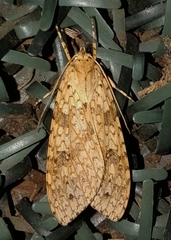 Lophocampa annulosa