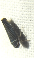 Tylozygus bifidus