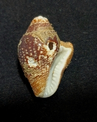 Columbella major