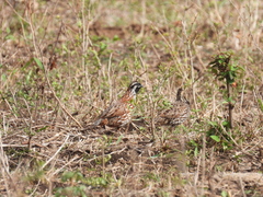 Colinus nigrogularis