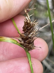 Carex lupulina
