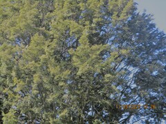 Nothofagus cliffortioides