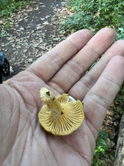 Cantharellus lateritius