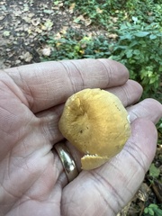 Cantharellus lateritius