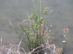 Cyperus difformis